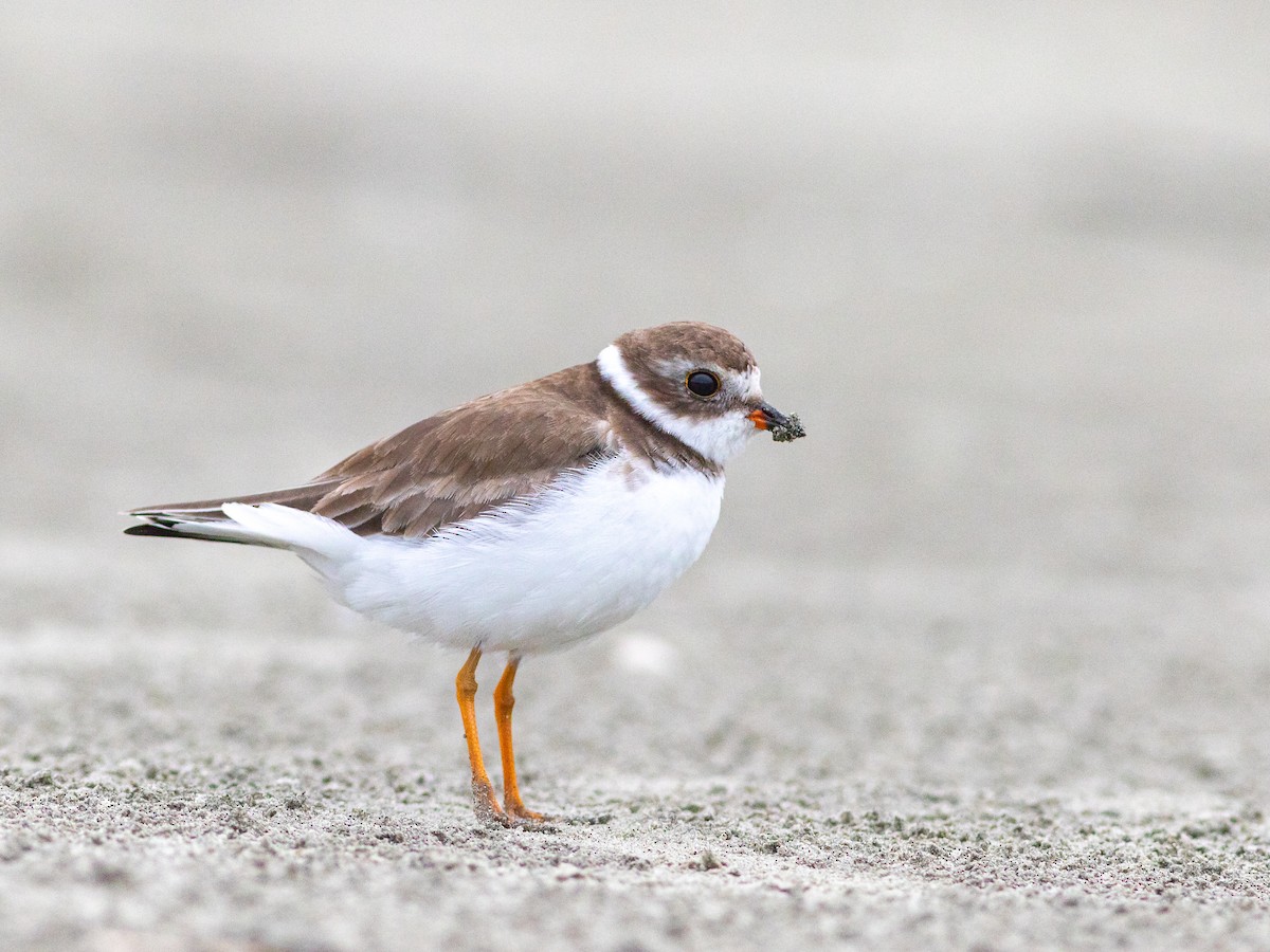 Semipalmated Plover - ML610878056