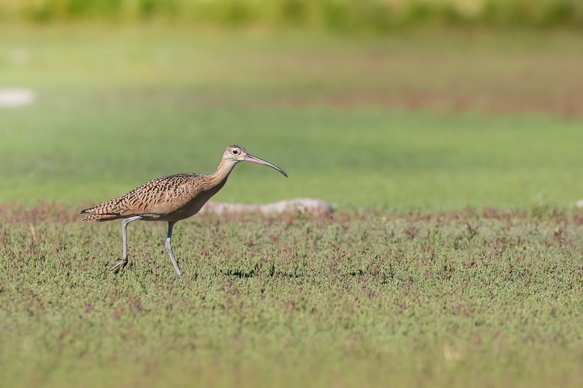 Long-billed Curlew - ML610878080