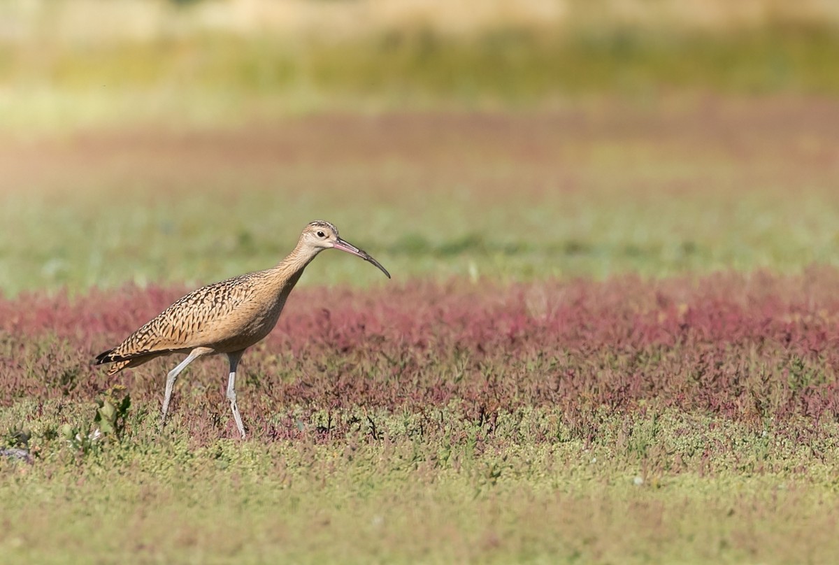Long-billed Curlew - ML610878082
