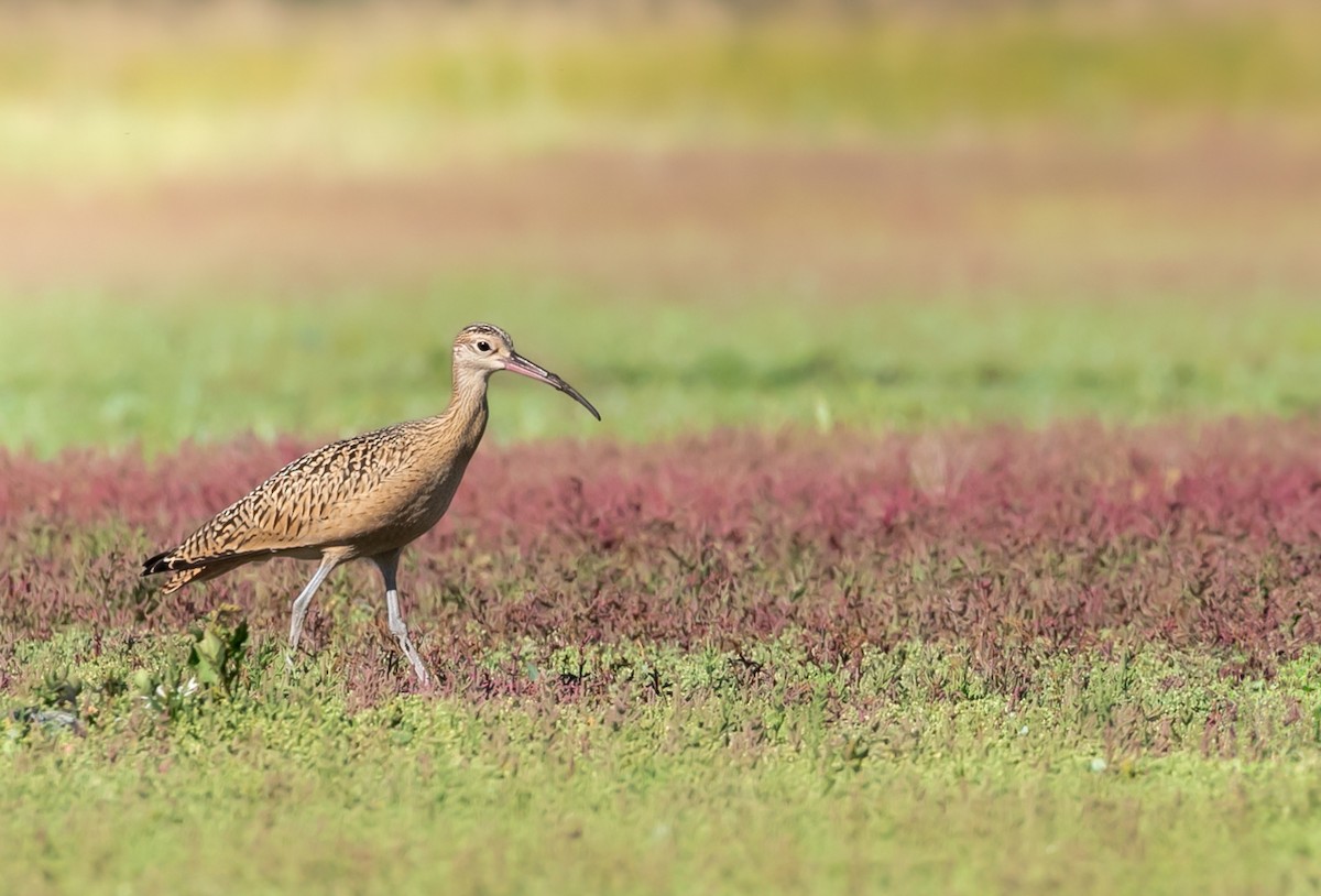 Long-billed Curlew - ML610878083