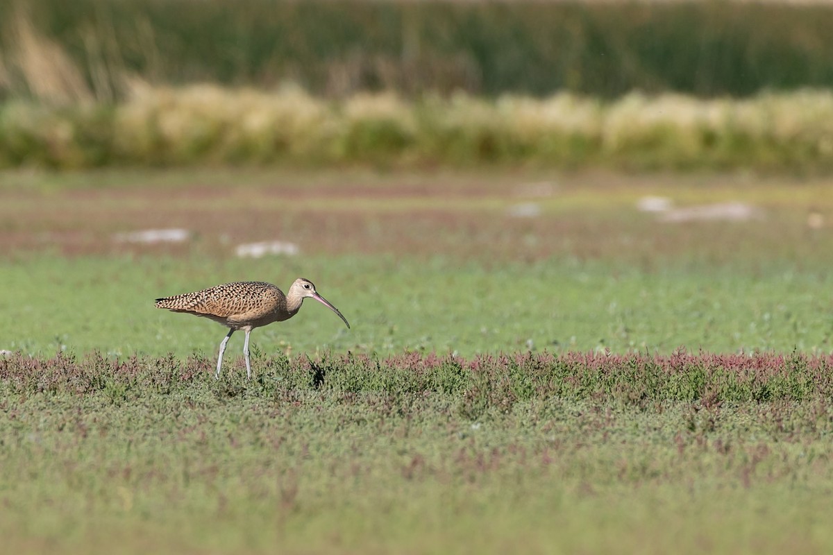Long-billed Curlew - ML610878085