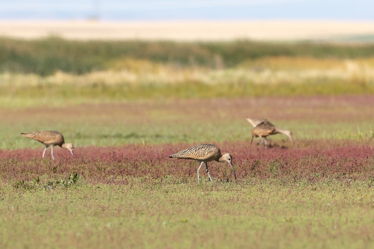 Long-billed Curlew - ML610878086