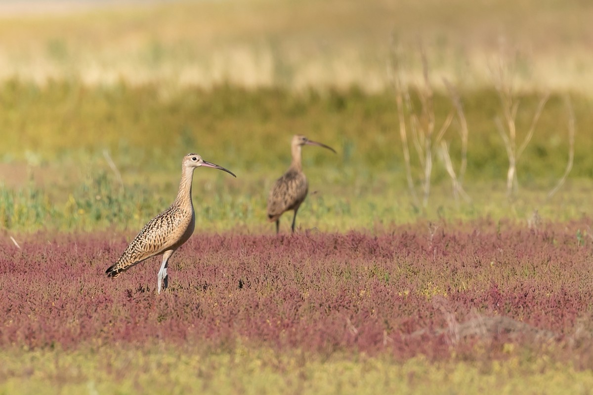 Long-billed Curlew - ML610878089