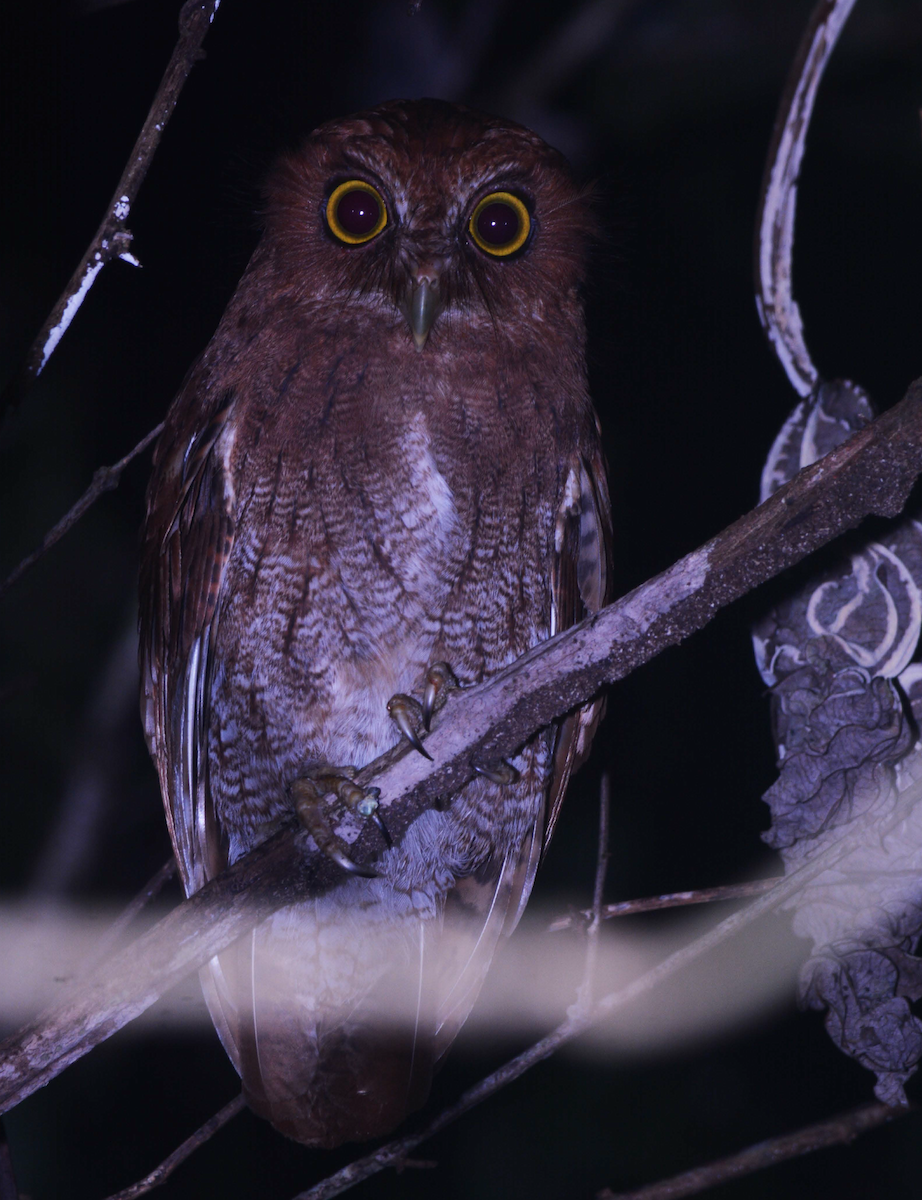Foothill Screech-Owl - Estación Ecológica Guáquira (DATA)