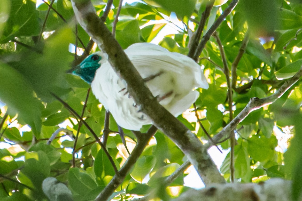 Bare-throated Bellbird - ML610878228