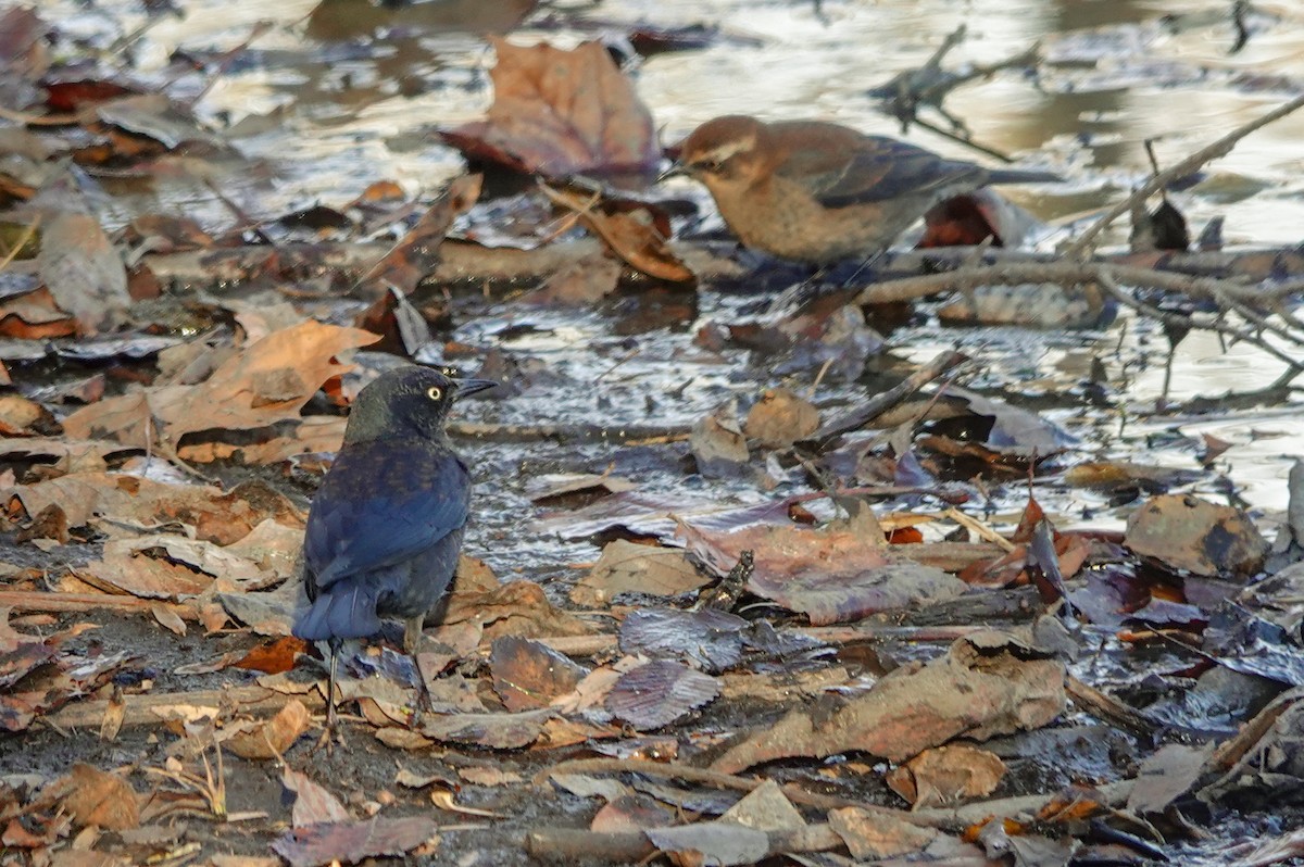 eBird Checklist 7 Nov 2023 Celery Bog Nature Area 31 species (+1