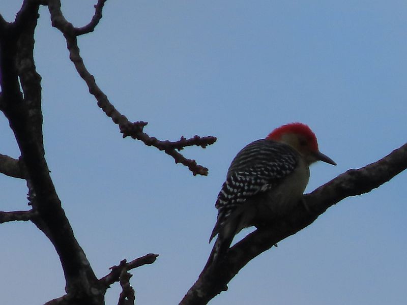 Red-bellied Woodpecker - ML610878427