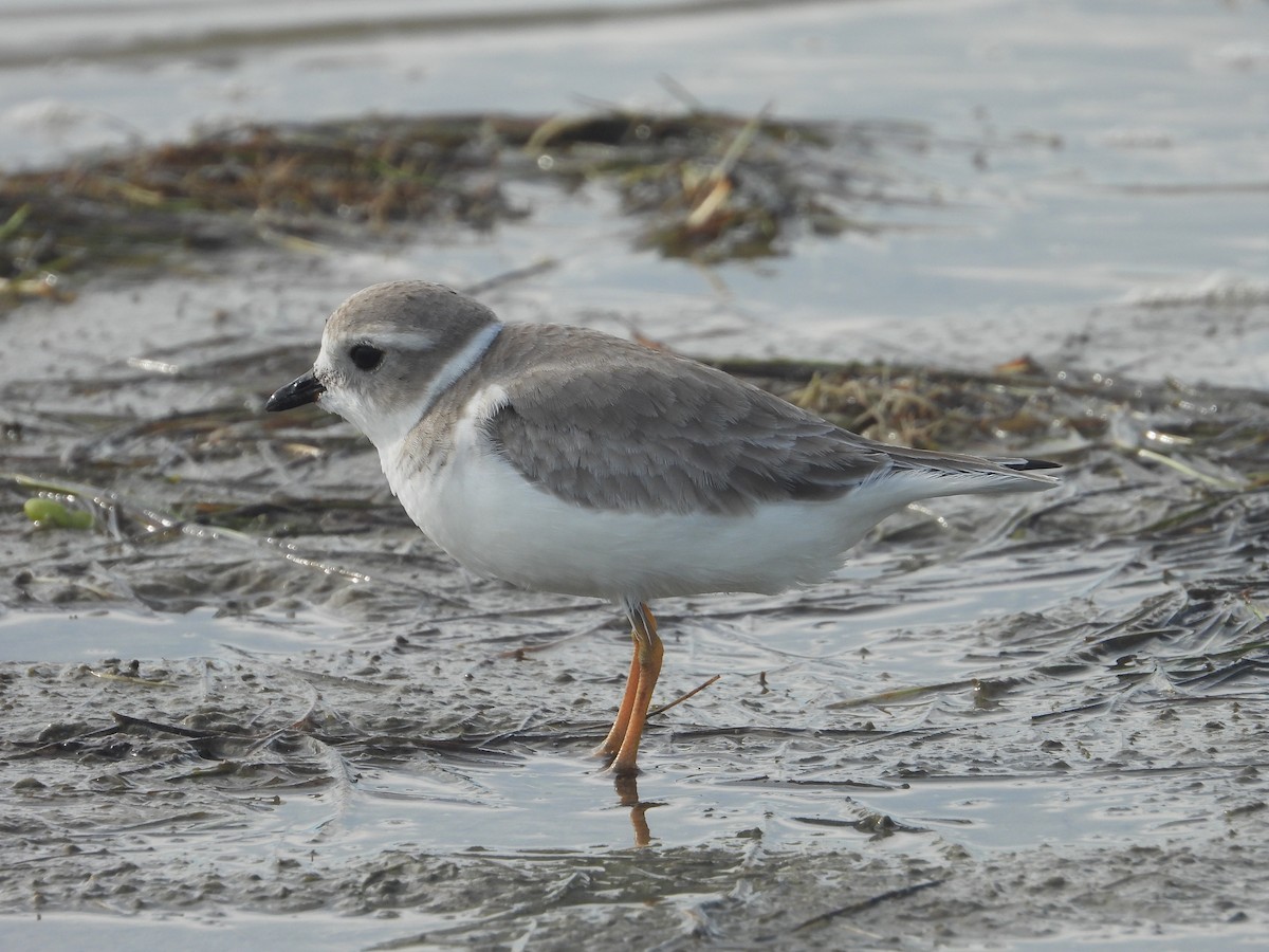 Piping Plover - ML610878513