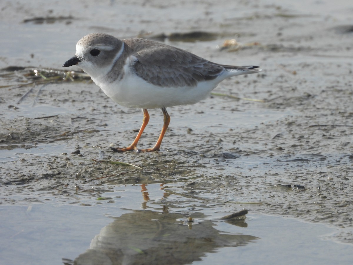 Piping Plover - ML610878516