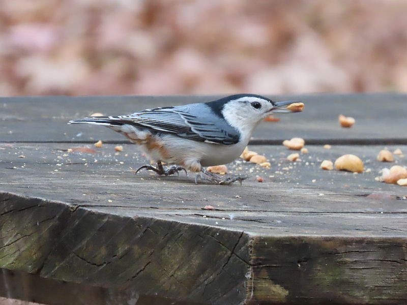 White-breasted Nuthatch - ML610878577
