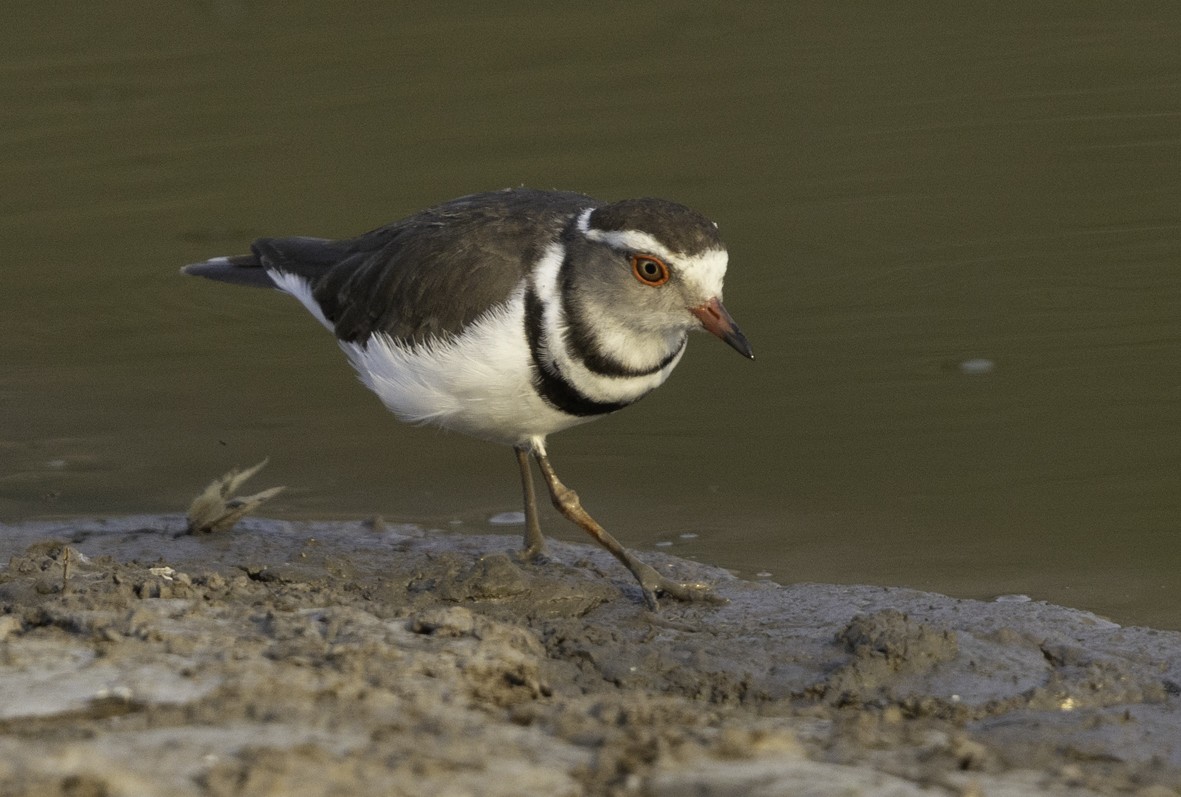 Three-banded Plover - ML610879006
