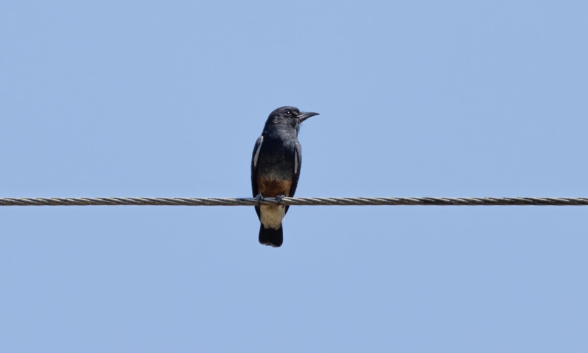 Swallow-winged Puffbird - ML610879220