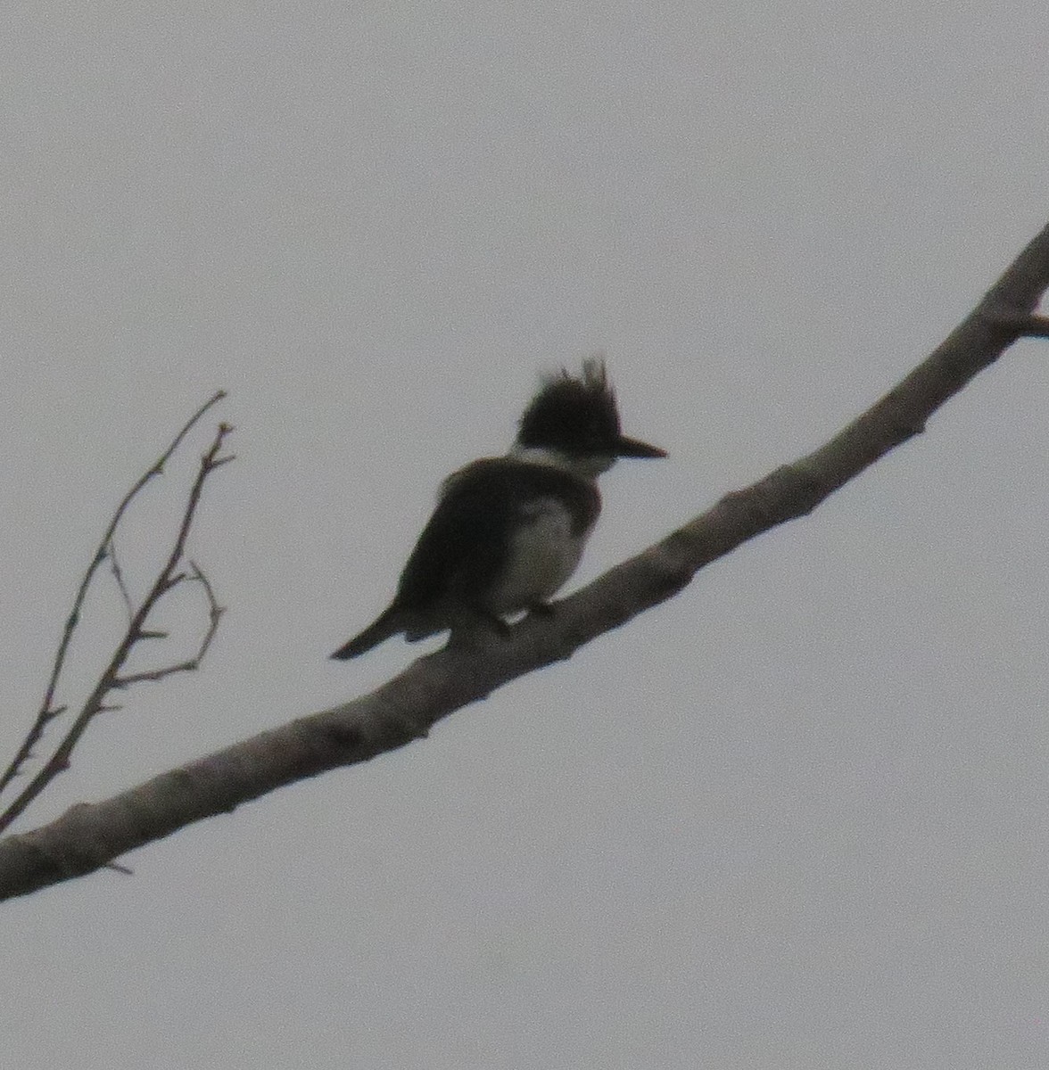 Belted Kingfisher - ML610879323