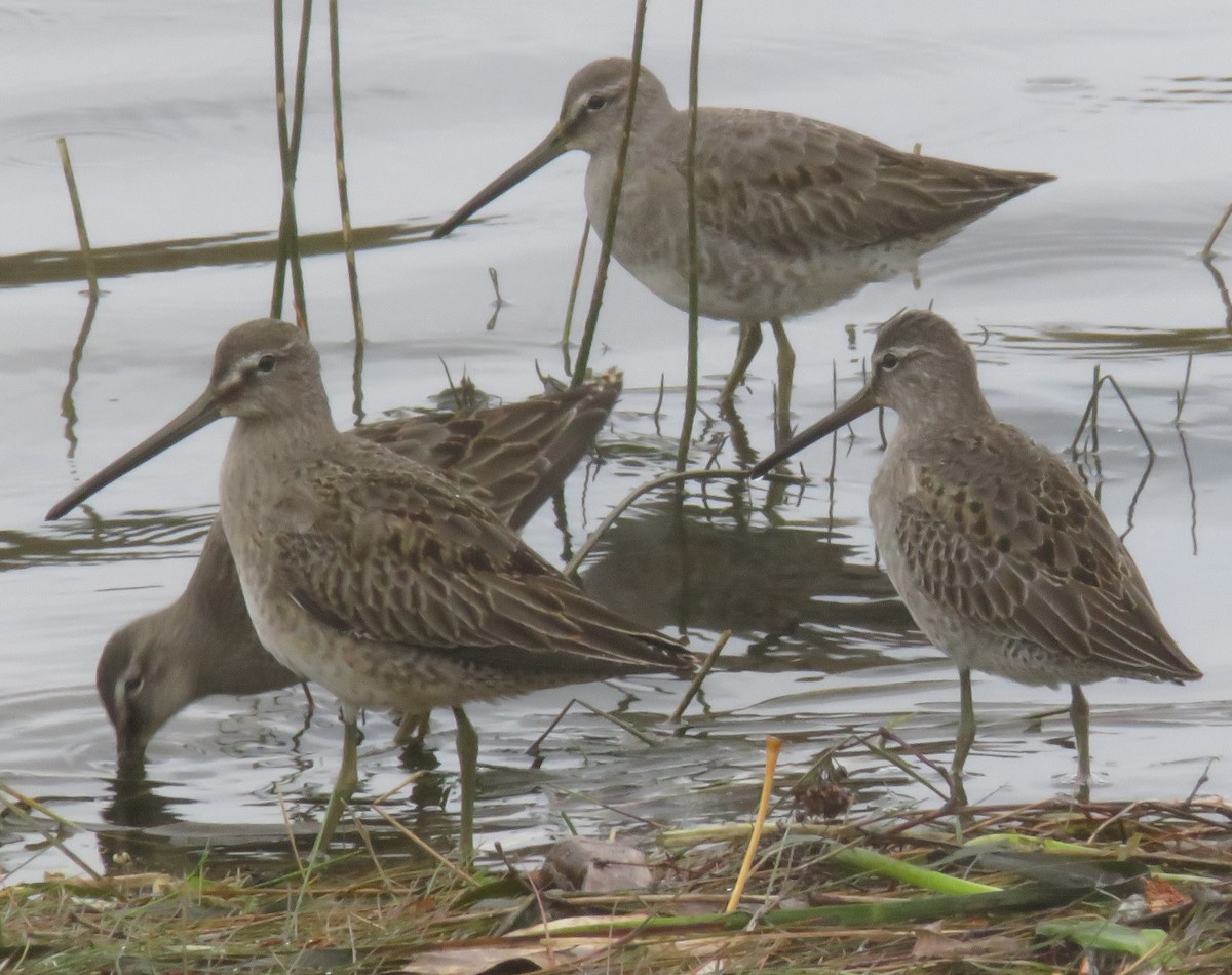 Long-billed Dowitcher - ML610879568