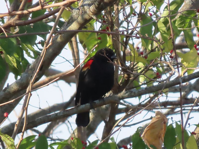 Red-winged Blackbird - ML610879689