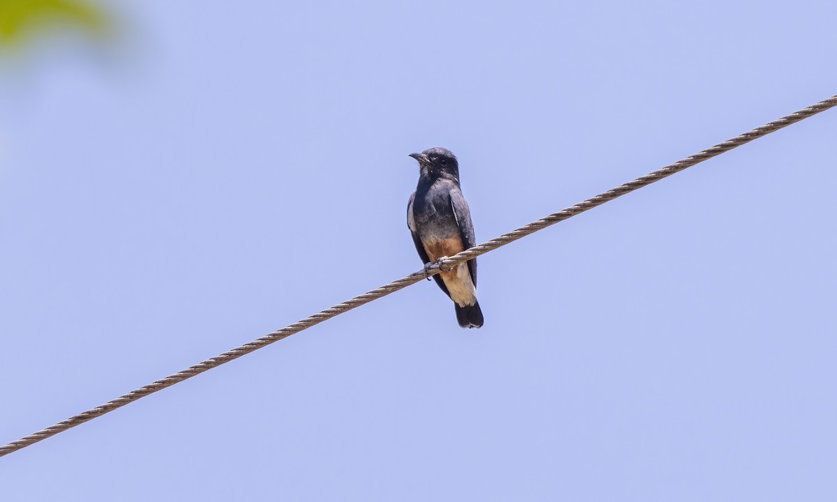 Swallow-winged Puffbird - ML610879974
