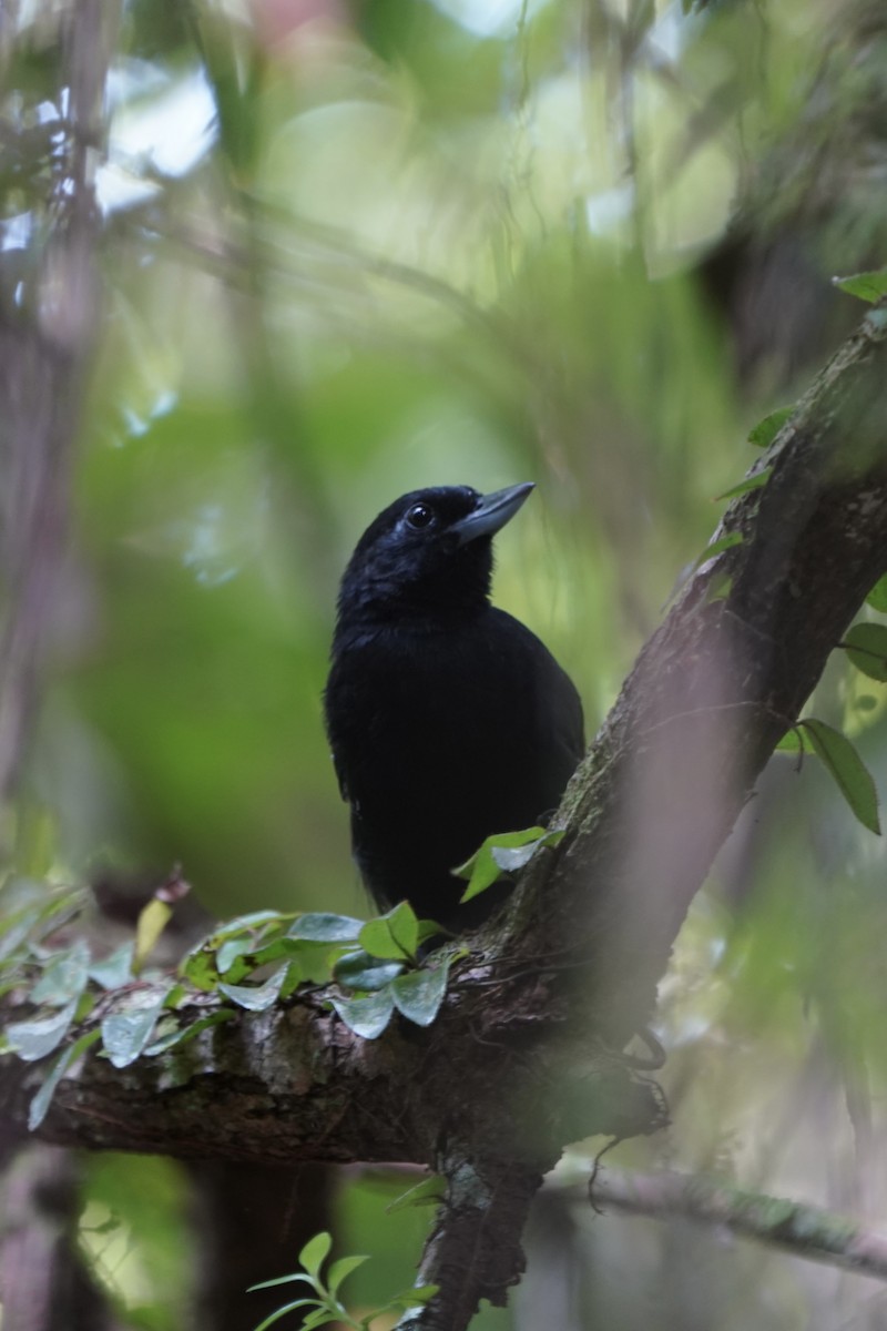 Black Bushbird - ML610880013