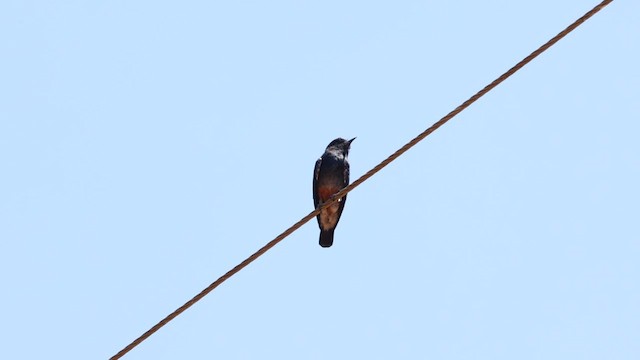 Swallow-winged Puffbird - ML610880239