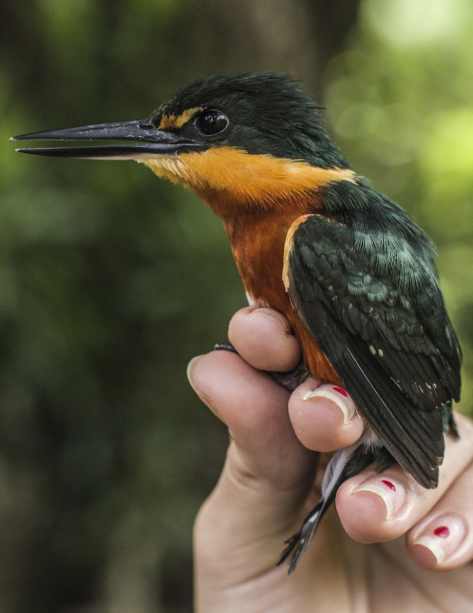American Pygmy Kingfisher - Estación Ecológica Guáquira (DATA)