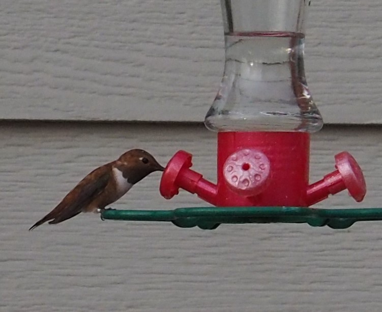 Rufous Hummingbird - ML610880572