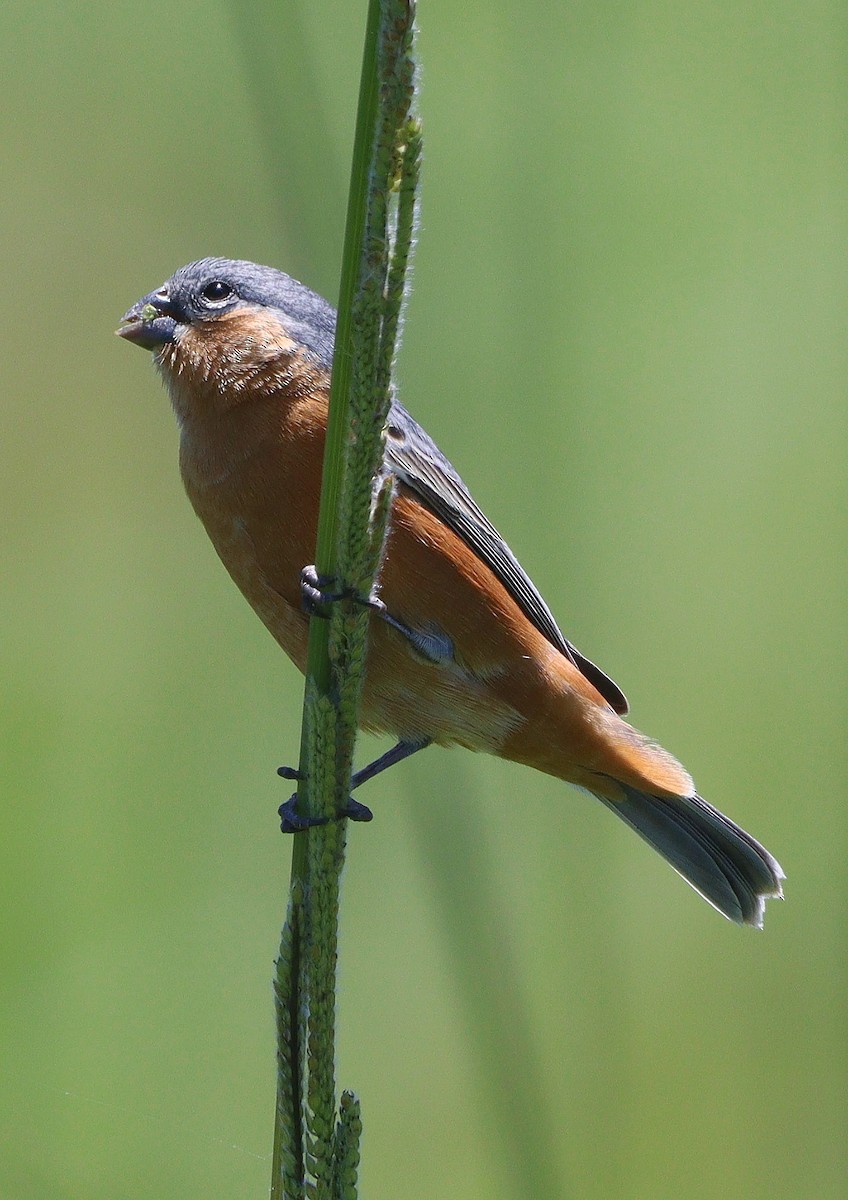 Tawny-bellied Seedeater - ML610880616