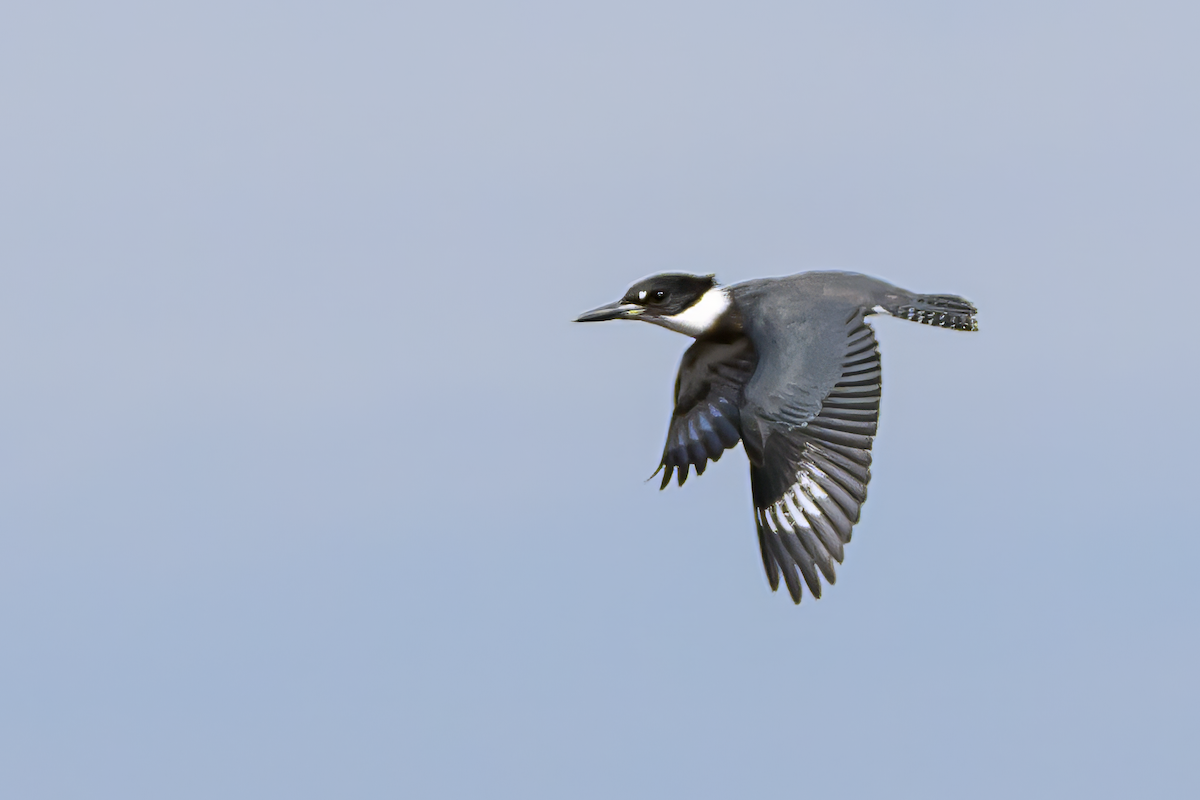 Belted Kingfisher - ML610880661