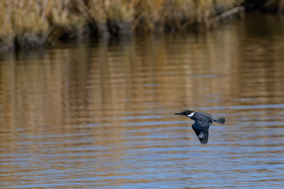Belted Kingfisher - ML610880662