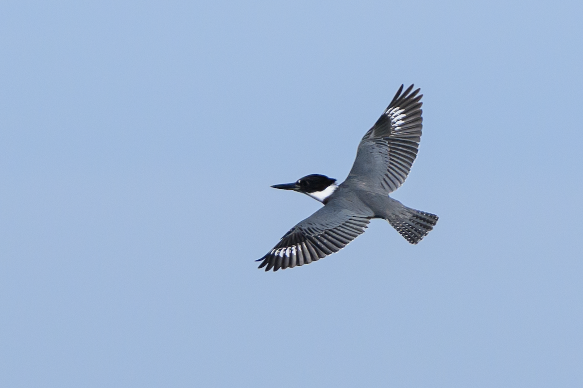Belted Kingfisher - ML610880663