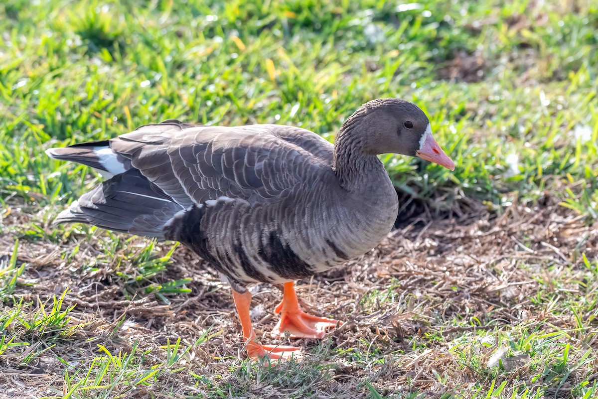 Greater White-fronted Goose - ML610880843