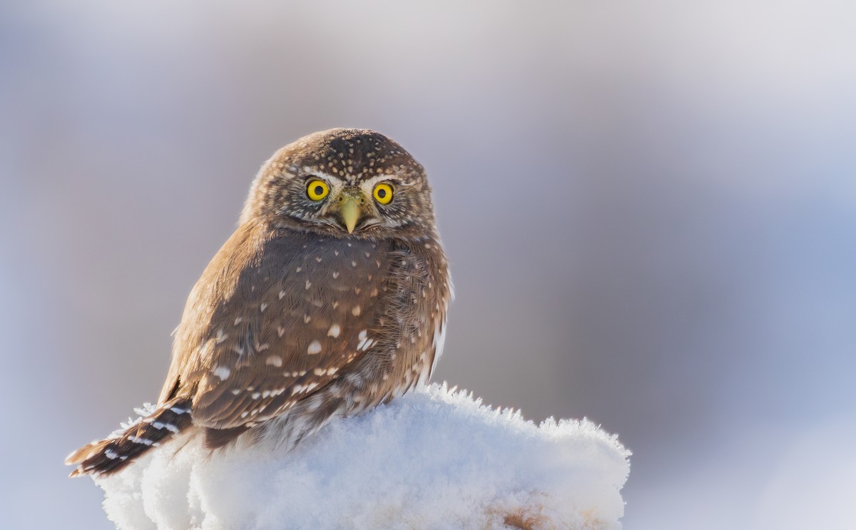 Northern Pygmy-Owl - Jill L