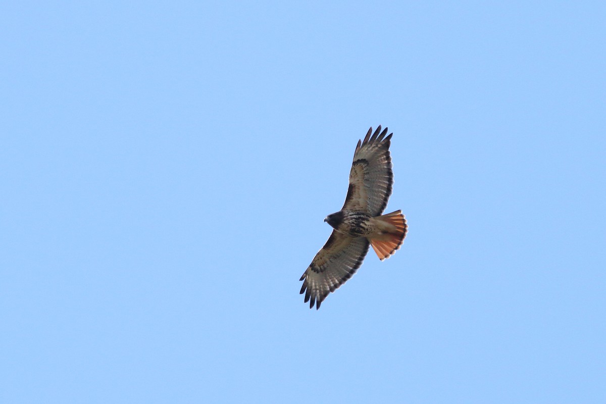 Red-tailed Hawk - ML610881144