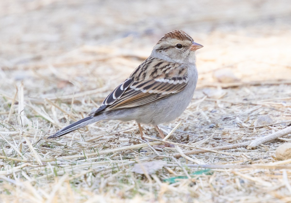Chipping Sparrow - ML610881202