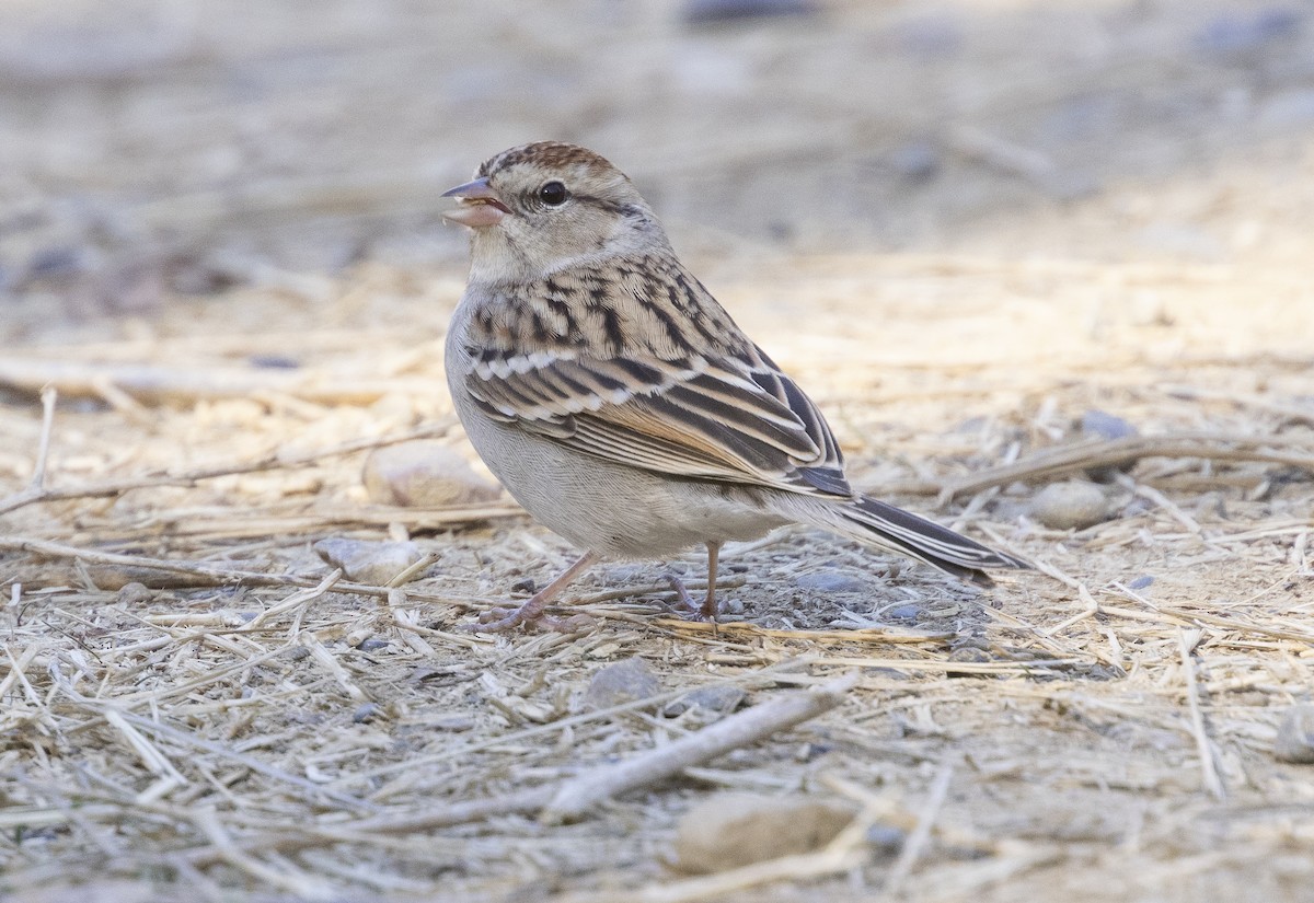 Chipping Sparrow - ML610881203