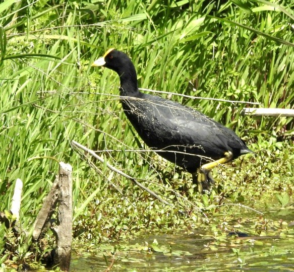 White-winged Coot - ML610881214