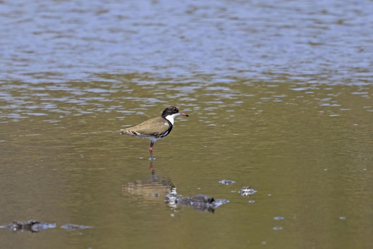 Red-kneed Dotterel - ML610881495