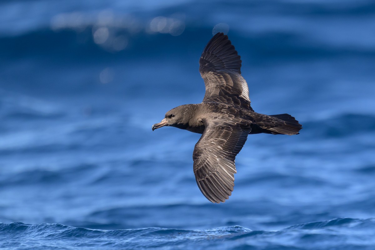Flesh-footed Shearwater - ML610881631