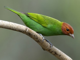 成鳥 (Bay-and-green) - Andres Vasquez Noboa - ML610881632