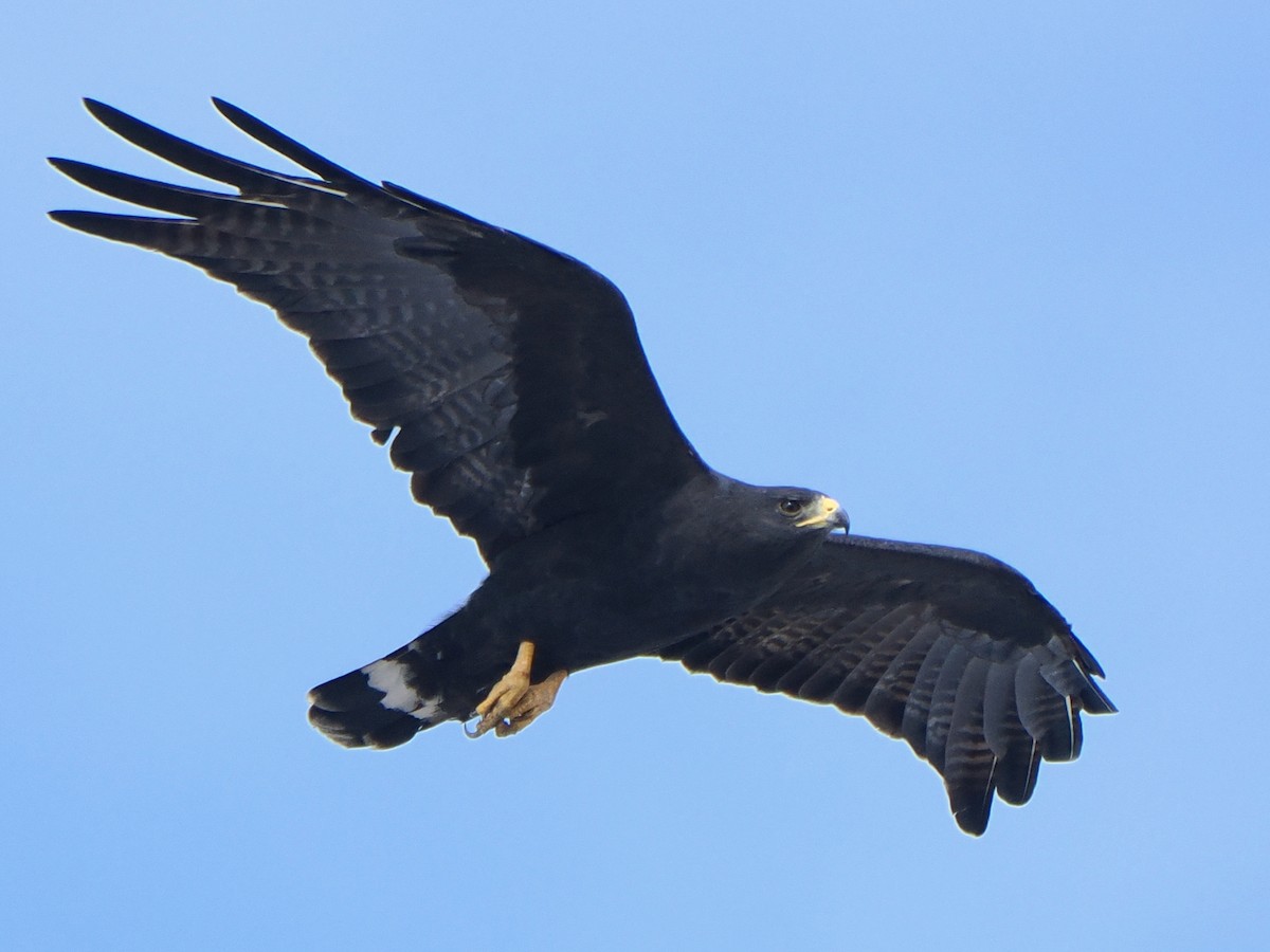 Zone-tailed Hawk - ML610881693