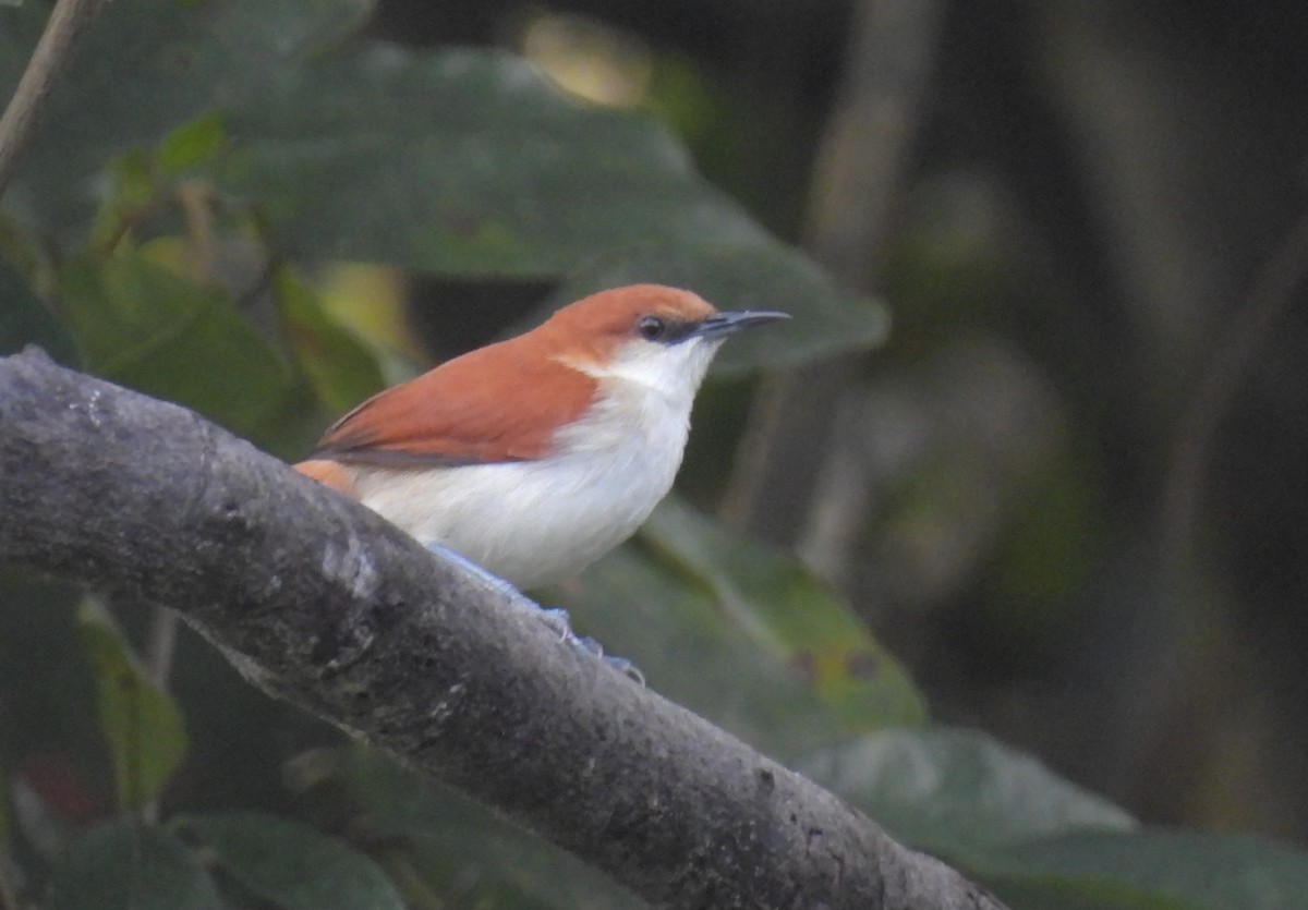 Red-and-white Spinetail - ML610881850