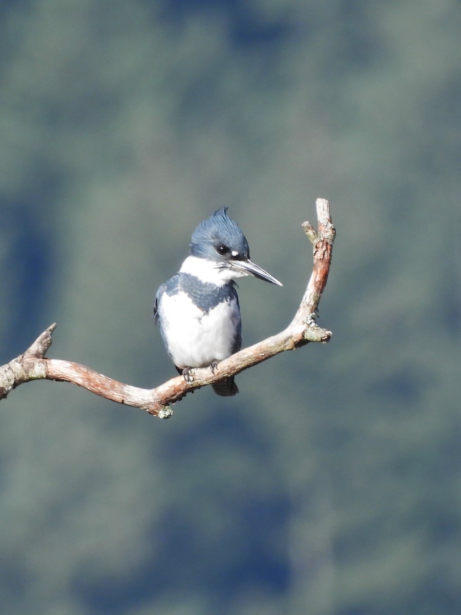 Belted Kingfisher - ML610881900