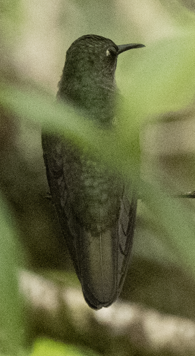 Sombre Hummingbird - ML610882147