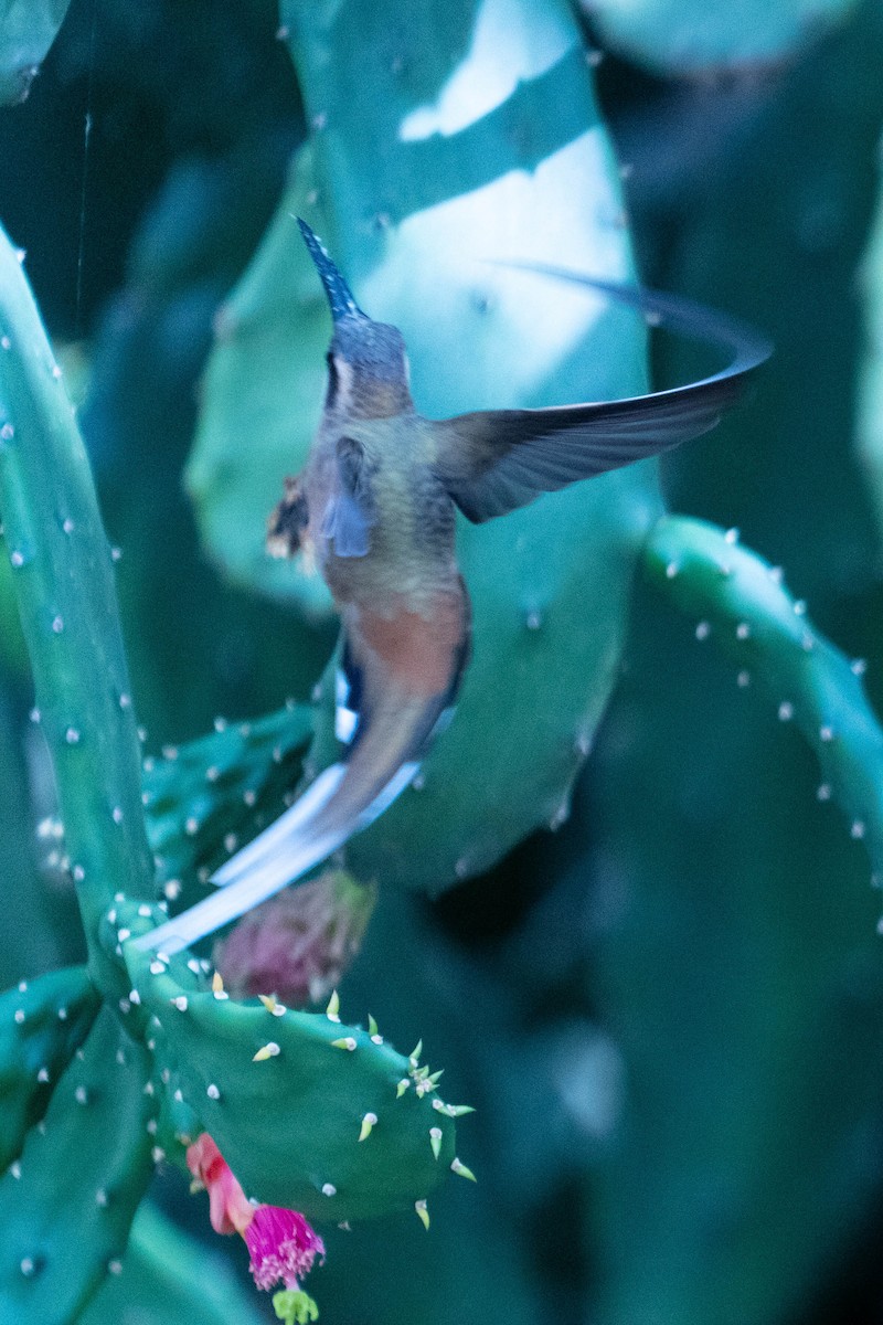 kolibřík Pretreův - ML610882373