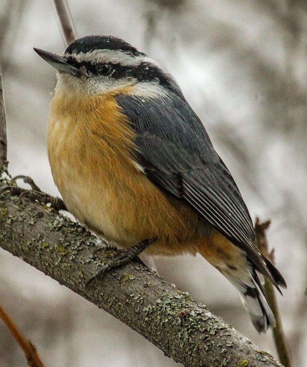 Red-breasted Nuthatch - ML610882376