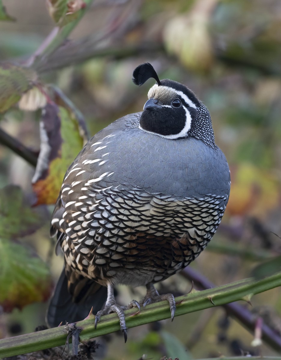 Ebird Checklist Nov Railroad Bridge Park Species