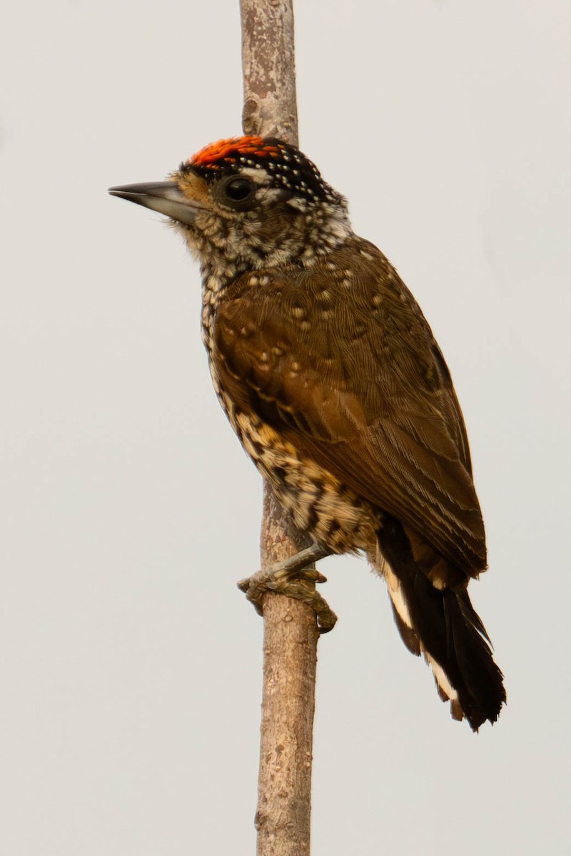White-barred Piculet (White-barred) - ML610882960