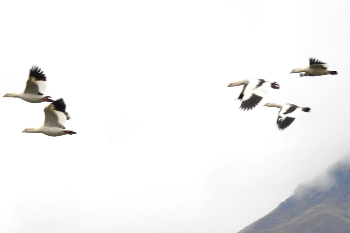 Andean Goose - Bucaneros de la Conservación SBC