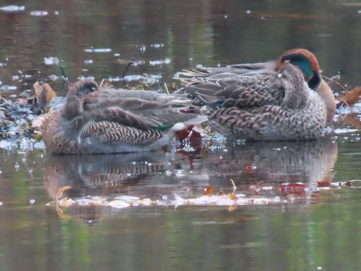 Green-winged Teal - ML610883295