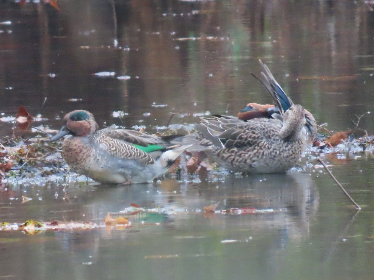Green-winged Teal - ML610883306
