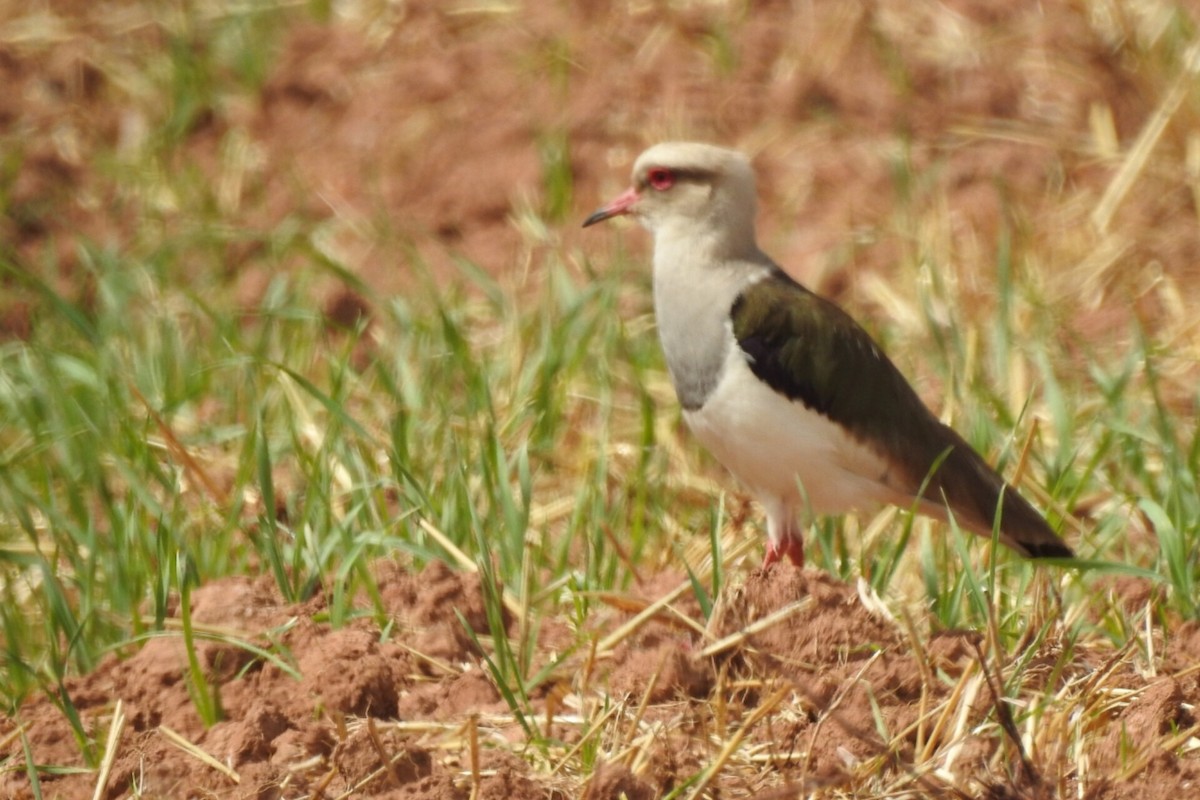 Andean Lapwing - ML610883335