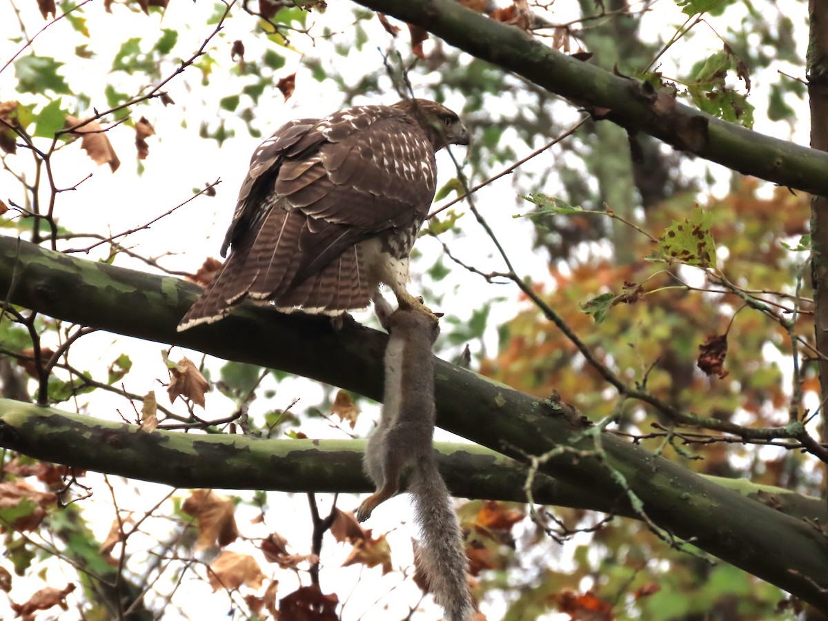 Red-tailed Hawk - ML610883344